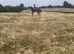 Exceptionally well bred section D proven broodmare to dun foal. Absolutely bombproof