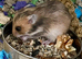 Beautiful Syrian Hamsters