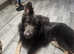 German shepherd STUD ONLY