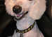K.C Standard Poodle for Stud