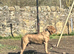 Male Mastiff mix