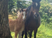 Sweet little companion mare