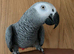 Tame talkative African grey
