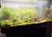 Full fish tank set up
