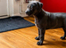American staffordshire terrier Puppys looking for new home!