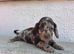Female cocker spaniel