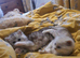 Persian kittens