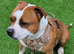 Kc reg black brindle white staffys