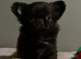 XxQuality chihuahua Thai/russian lines