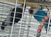 Lovebirds fischers dna'd fischers lovebirds