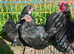 Trio of serama