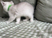 Silver Shaded British Shorthair boys