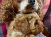 beautiful ruby red f1 cavapoo