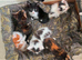 MIxed Breed Kittens