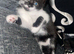 2 female British short haired x Scottish folds