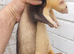 Jolls x 2 both 2 yrs old
