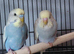 Budgies