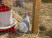 Young male pekin bantam