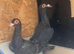 A pair, four months old.