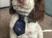 5 year old Cocker Spaniel