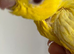 Baby handtame Lutino lineolated parakeets