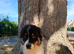 Australian Shepherd one boy puppy left
