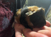 Baby Guinea pigs for sale