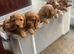 Cookerpoo puppies