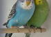 Budgies for sale
