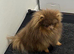 Lilac and tan Pomeranian
