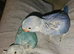 Beautiful Hand reared Baby Boy