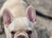 Female frenchie pup