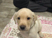 Ready to leave in 7 days 3 Labrador puppies left