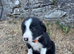 6 border collie puppies