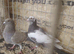 Racing pigeon for sale