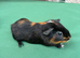 Baby guinea pigs