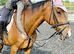 16.3hh 11yo OTTB Gelding - genuine allrounder
