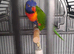 rainbow lorikeet male silly tame