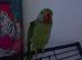 Hand reared baby Alexandrine