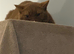 Looking for a British Shorthair Stud