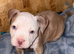 Pocket American Bully Puppies