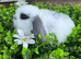 Gorgeous Mini lops