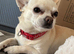 Chihuahua stud