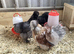 USA Silkie hatching eggs