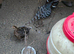 Mrs. Hume's pheasant for sale