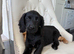 Cocker spaniel puppy