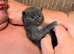 Ragdoll blue mitted kittens born 10/07/26
