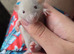 Young siamese rats for sale mostly boys left