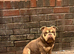Lovely Bulldog