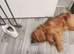 Teddy Ruby cavalier male